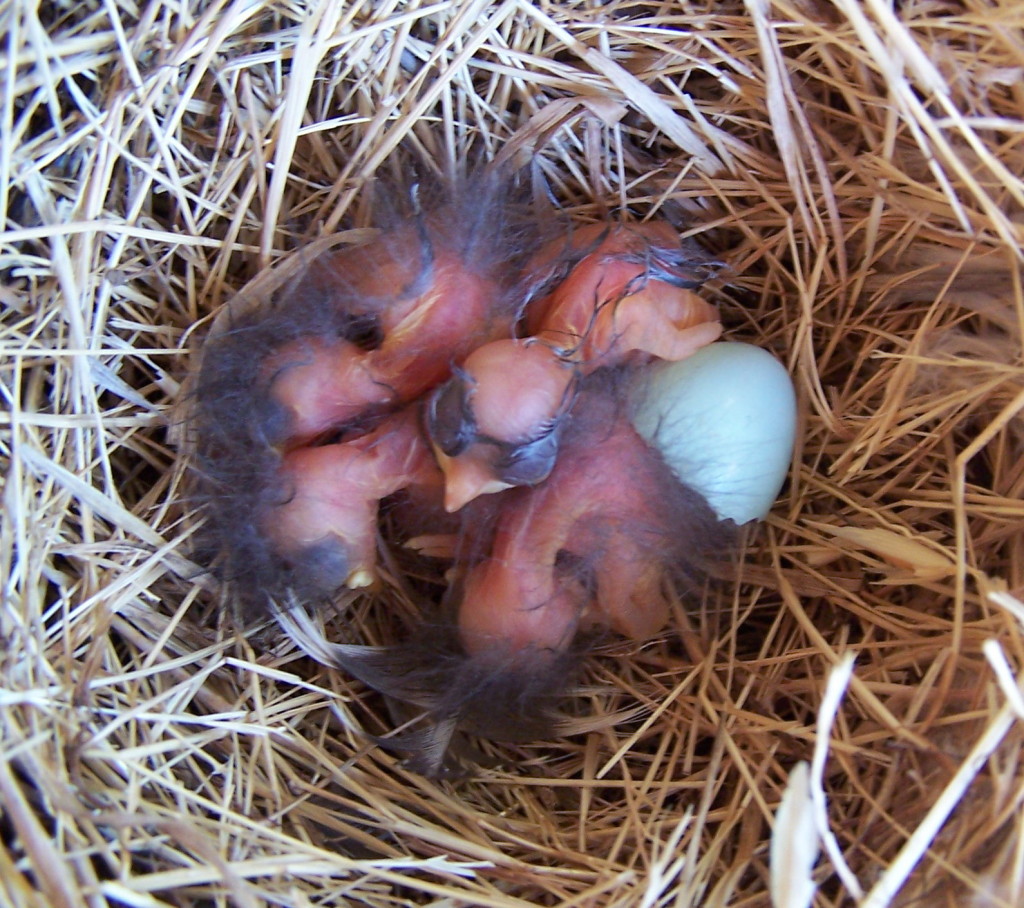 What are bluebird nesting habits?
