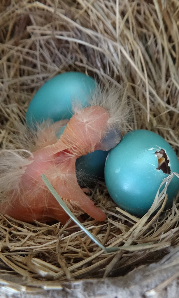 robins hatching