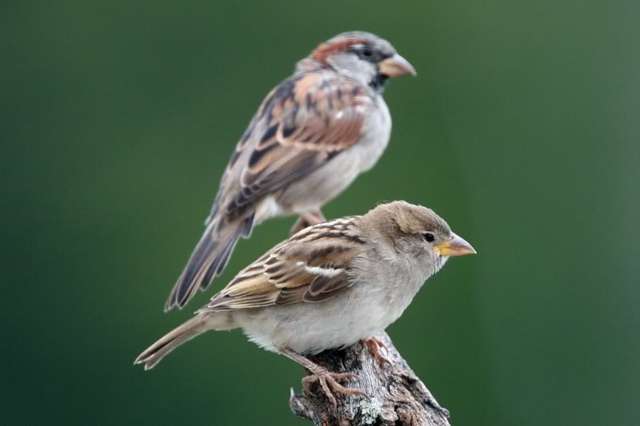 House Sparrow Male And Female Passer Domesticus house Sparrow CABI House Sparrow Male And Female Passer Domesticus house Sparrow CABI