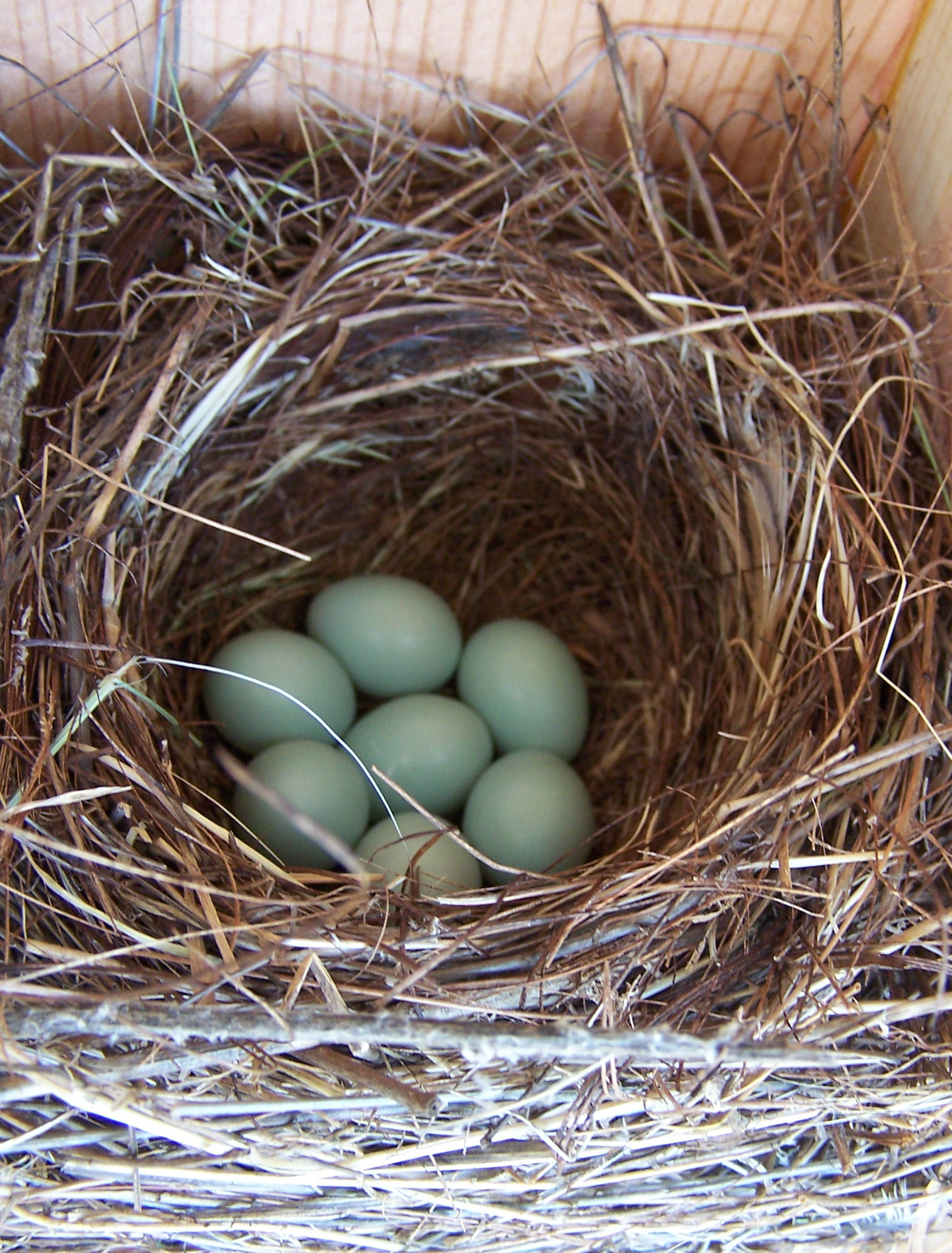 Western_Bluebird_nest_with_7_eggs Bluebirdnut