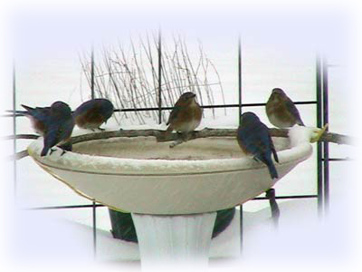 winter_birdbath